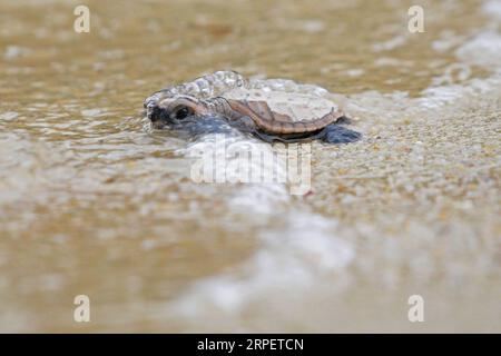 (190904) -- SINGAPUR, 4. September 2019 -- Eine neugeborene Hawksbill-Meeresschildkröte, die vor weniger als 10 Stunden geschlüpft ist, macht sich am Strand von Singapurs Sentosa Island am 4. September 2019 auf den Weg zum Meer. Mitarbeiter der Sentosa Development Corporation veröffentlichten insgesamt 100 Hawksbill-Schildkröten, die auf dem Meer schlüpften. Die Schlüpfer wurden aus einem Nest geboren, das am 14. Juli 2019 entdeckt wurde. Dann Chih Wey) SINGAPUR-SENTOSA INSEL-KARETTSCHILDKRÖTE xinjiapo PUBLICATIONxNOTxINxCHN Stockfoto