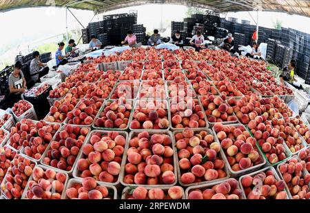 (190905) -- PEKING, 5. September 2019 -- Obstbauern arrangieren frisch gepflückte Pfirsiche in einer Obstkooperative im Dorf Ledong der Township Zhongbao im Laoting County, nordchinesische Provinz Hebei, 30. Juli 2019. Die Strategie zur Revitalisierung des ländlichen Raums wurde erstmals während des 19. Nationalkongresses der Kommunistischen Partei Chinas 2017 vorgelegt und seitdem wiederholt von der chinesischen Führung betont. Das übergeordnete Ziel der Strategie besteht darin, ländliche Gebiete mit florierenden Unternehmen, angenehmen Lebensumständen, sozialer Etikette und Zivilcourage, effektiver Regierungsführung und Wohlstand zu schaffen. ) CHINA-LÄNDLICHE ENTWICKLUNG (C Stockfoto