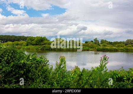 Der Fluss Yare fließt durch die Landschaft in der Nähe von Surlingham in den Norfolk Broads in East Anglia England. Stockfoto