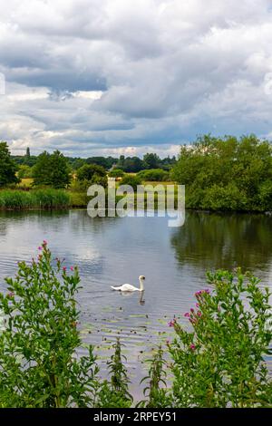 Swan am Fluss Yare fließt durch die Landschaft in der Nähe von Surlingham in den Norfolk Broads in East Anglia England. Stockfoto