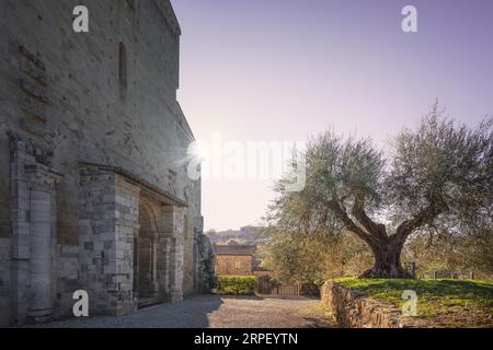 Kloster Sant Antimo und alter Olivenbaum. Castelnuovo dell'Abate, Montalcino. Toskana Region, Italien Stockfoto