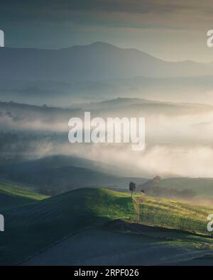 Nebellandschaft in Volterra bei Sonnenuntergang. Einsamer Baum, sanfte Hügel im Hintergrund. Val di Cecina, Toskana Region, Italien, Europa Stockfoto