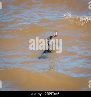 Der neotrope Kormoran, auch bekannt als Oliveous Cormorant (Nannopterum brasilianum), hält einen Fisch in seinem Schnabel, während er im Wasser schwimmt Stockfoto