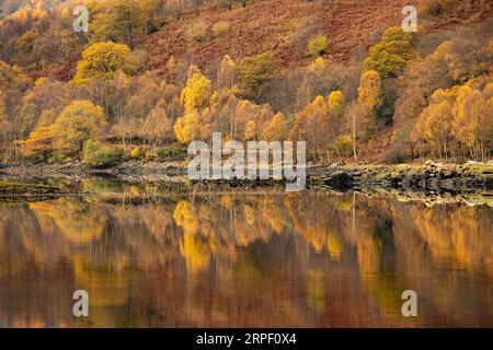 Leuchtende Herbstfarben, die sich auf der flachen, ruhigen Oberfläche des Loch Leven in der Nähe von Kinlochleven, Lochaber, Highlands, Schottland, widerspiegeln, UK Stockfoto