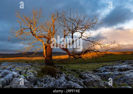 Golden Evening Light und Mountain Ash Tree auf Kalksteinpflaster in der Nähe von Ribblehead Viaduct, Ribblesdale, Yorkshire Dales, North Yorkshire, UK im Winter Stockfoto