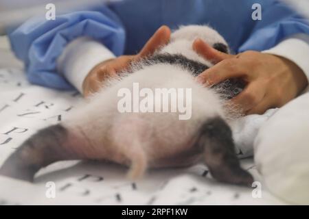 (190910) -- BRUGELETTE, 10. September 2019 -- Ein Tierpfleger kümmert sich um das männliche Jungtier von Panda Hao Hao im Zoo Pairi Daiza in Brugelette, Belgien, 9. September 2019. Hier fand eine Aktivität statt, um den einmonatigen Geburtstag der Zwillingspandajungen zu feiern, die am 8. August geboren wurden. Sowohl das männliche Jungtier als auch das weibliche Jungtier befinden sich laut Pairi Daiza, einem Zoo in Brugelette in der westbelgischen Provinz Hennegau, in einem sehr guten Gesundheitszustand. ) BELGIEN-BRUGELETTE-PANDA CUBS-ONE MONTH ZHANGXCHENG PUBLICATIONXNOTXINXCHN Stockfoto