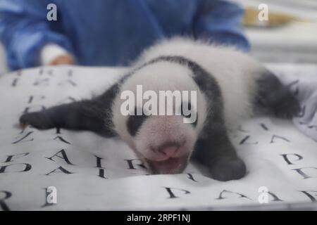 (190910) -- BRUGELETTE, 10. September 2019 -- Foto aufgenommen am 9. September 2019 zeigt das männliche Jungtier von Panda Hao Hao im Zoo Pairi Daiza in Brugelette, Belgien. Hier fand eine Aktivität statt, um den einmonatigen Geburtstag der Zwillingspandajungen zu feiern, die am 8. August geboren wurden. Sowohl das männliche Jungtier als auch das weibliche Jungtier befinden sich laut Pairi Daiza, einem Zoo in Brugelette in der westbelgischen Provinz Hennegau, in einem sehr guten Gesundheitszustand. ) BELGIEN-BRUGELETTE-PANDA CUBS-ONE MONTH ZHANGXCHENG PUBLICATIONXNOTXINXCHN Stockfoto