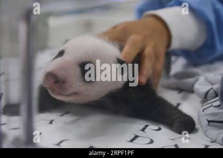 (190910) -- BRUGELETTE, 10. September 2019 -- Ein Tierpfleger kümmert sich um das männliche Jungtier von Panda Hao Hao im Zoo Pairi Daiza in Brugelette, Belgien, 9. September 2019. Hier fand eine Aktivität statt, um den einmonatigen Geburtstag der Zwillingspandajungen zu feiern, die am 8. August geboren wurden. Sowohl das männliche Jungtier als auch das weibliche Jungtier befinden sich laut Pairi Daiza, einem Zoo in Brugelette in der westbelgischen Provinz Hennegau, in einem sehr guten Gesundheitszustand. ) BELGIEN-BRUGELETTE-PANDA CUBS-ONE MONTH ZHANGXCHENG PUBLICATIONXNOTXINXCHN Stockfoto