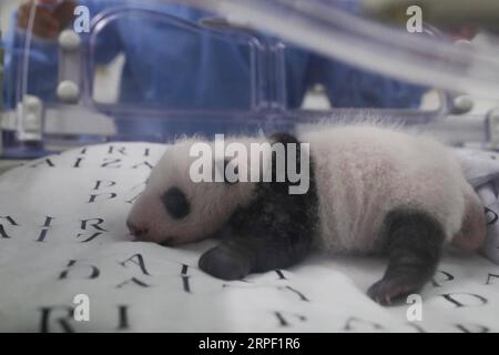 (190910) -- BRUGELETTE, 10. September 2019 -- Foto aufgenommen am 9. September 2019 zeigt das männliche Jungtier von Panda Hao Hao im Zoo Pairi Daiza in Brugelette, Belgien. Hier fand eine Aktivität statt, um den einmonatigen Geburtstag der Zwillingspandajungen zu feiern, die am 8. August geboren wurden. Sowohl das männliche Jungtier als auch das weibliche Jungtier befinden sich laut Pairi Daiza, einem Zoo in Brugelette in der westbelgischen Provinz Hennegau, in einem sehr guten Gesundheitszustand. ) BELGIEN-BRUGELETTE-PANDA CUBS-ONE MONTH ZHANGXCHENG PUBLICATIONXNOTXINXCHN Stockfoto