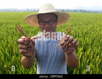 (190911) -- HANGZHOU, 11. September 2019 -- Ein Landwirt erntet Krebse in einem Reis-Krebse-Polykulturfeld in Donglin Stadt Huzhou, Ostchinesische Provinz Zhejiang, 11. September 2019. Donglin Town hat ein landwirtschaftliches Polykultursystem entwickelt, um bessere ökologische und wirtschaftliche Vorteile zu erzielen. ) CHINA-ZHEJIANG-HUZHOU-AGRICULTURE-POLYCULTURE (CN) XUXYU PUBLICATIONXNOTXINXCHN Stockfoto