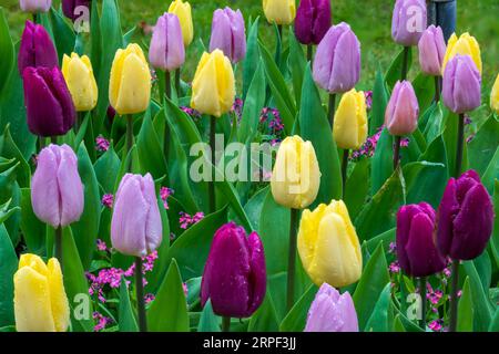 Die Frühlingsblumen werden in den Butchart Gardens, Victoria, Vancouver Island, British Columbia, Kanada gezeigt. Stockfoto