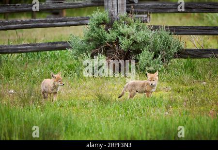 Coyote Cubs (Canis latrans), Grand Teton National Park, Wyoming, Vereinigte Staaten von Amerika Stockfoto