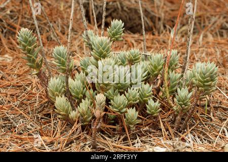 Sedum sediforme plant, typisches Lebensmittel zur Herstellung in Salzlake in der Valencianischen Gemeinschaft, Spanien Stockfoto