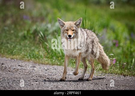 Coyote (Canis latrans), Yellowstone National Park, Wyoming, Vereinigte Staaten von Amerika Stockfoto