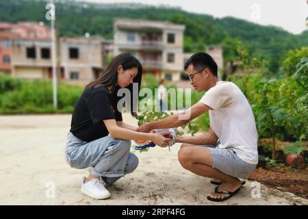 (190912) -- XINGYE, 12. September 2019 -- Wen Sen (R) packt Zitronenbäume für den Versand mit seiner Freundin in Xingfu Dorf Beishi Township in Xingye County, südchinesische Guangxi Zhuang Autonomous Region, 16. August 2019. Wen Sen, geboren in den 1990er Jahren, kehrte nach seinem Abschluss an der Universität 2017 in die Heimatstadt zurück, um sein Pflanzgeschäft mit Gras- und Zitronenbäumen zu beginnen. Mit großen Anstrengungen in den Bereichen Grundstücksvermietung, Schädlingsbekämpfung und Marktentwicklung erzielte Wen 2018 Gewinne, wobei das Umsatzvolumen fast 100.000 Yuan (etwa 14.054 US-Dollar) erreichte. Wen gründete daraufhin eine Pflanzgenossenschaft, die für den Anbau von Pflanzen zuständig war Stockfoto