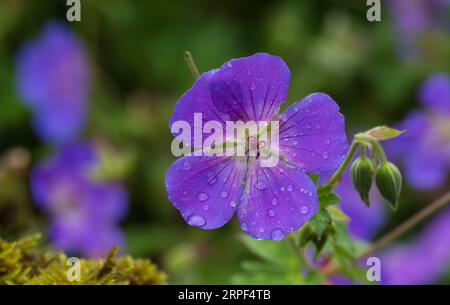 Geranien, violette Kranichschnabel in Blüte in einem englischen Garten im Sommer Stockfoto