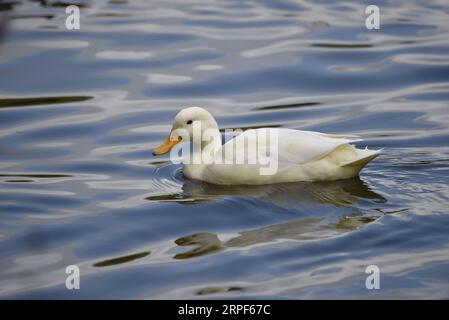 Domestic Pekin White Duck, schwimmend von rechts nach links auf Rippled, Blue Sky spiegelte sich im Water Pond, aufgenommen in Staffordshire, Großbritannien im September Stockfoto