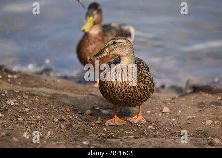 Paar Mallard Ducks (Anas platyrhynchos), die in Richtung Camera on Lake Bank, männlich in Eclipse, vor einem Wasserhintergrund, aufgenommen im September in Großbritannien laufen Stockfoto