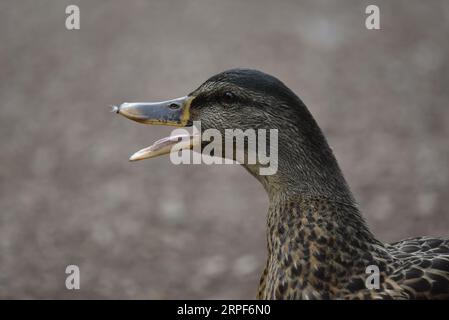 Nahaufnahme Kopf und Hals, linkes Profil Bild einer weiblichen Mallard-Ente (Anas platyrhynchos) mit Schnabel weit offen und Zunge sichtbar, aufgenommen in England, Großbritannien Stockfoto