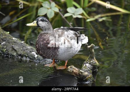 Nahaufnahme Linkes Profil Bild einer verfinsterten Drake Mallard Duck (Anas platyrhynchos), die auf einem Mossy Tree Branch direkt über Wasser steht, aufgenommen auf einem Teich Stockfoto