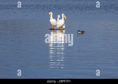 Amerikanische Weiße Pelikane (Pelecanus erythrorhynchos) teilen sich einen kleinen Barsch im Wasser. Stockfoto