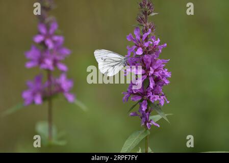 Rechtes Profilbild eines kleinen weißen Schmetterlings (Pieris rapae) mit Proboscis und Antennen in violetten Wildblumen vor einem einfarbigen grünen Hintergrund Stockfoto