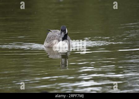 Canada Goose (Branta canadensis) schwimmt in Richtung Camera, reflektiert im Wasser, aufgenommen auf einem See in Staffordshire, Großbritannien im September Stockfoto