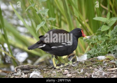 Vordergrundbild eines gemeinen Moorhens (Gallinula chloropus), der am Seeufer entlang im rechten Profil vor einem Schilf- und Wasserhintergrund in Großbritannien läuft Stockfoto