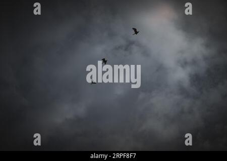 Reiher fliegen in den Himmel Stockfoto