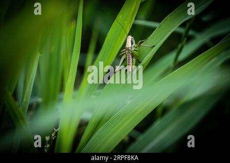 Heuschrecke im Garten Stockfoto