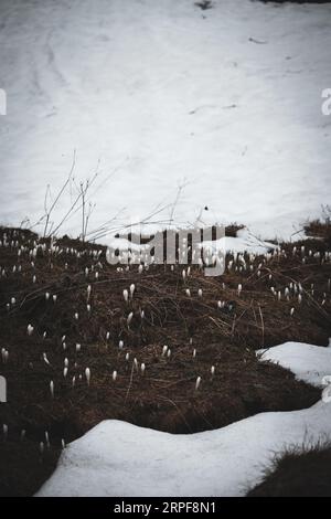 Erste Frühlingsblumen nach Winterkälte. Stockfoto