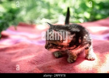 Ein verlorenes Jungtier. Gestreifte kleine streunende Katze auf der Straße Stockfoto