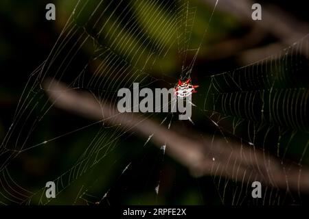 Islamorada, Florida. Die Schlüssel. Weiblicher Spinyback-Orbweaver (Gasteracantha cancriformis) in einem riesigen Netz in einem Mangrovenbaum. Stockfoto