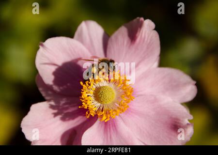Eine Honigbiene, die Pollen aus einer rosa japanischen Anemonenblüte sammelt. Ein Teil des Pollens ist an seinem Bein sichtbar Stockfoto