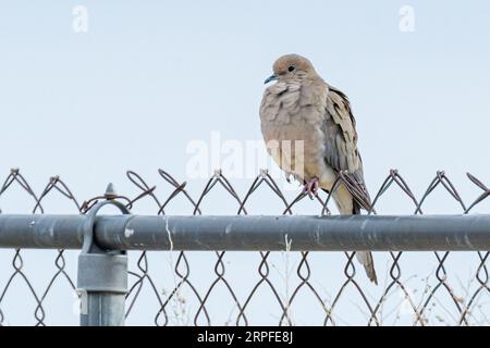 Eine Eurasische Taube (Streptopelia decaocto) sitzt auf einem Maschendrahtzaun in Südkalifornien. Stockfoto