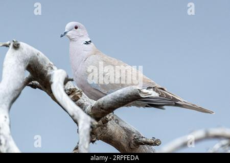 Eine Eurasische Taube (Streptopelia decaocto) sitzt auf einem Baumzweig in Südkalifornien. Stockfoto