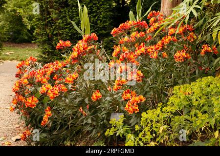 Alstroemeria Sorte 'Indian Summer'. Lilie der Inkas oder peruanische Lilie. Stockfoto