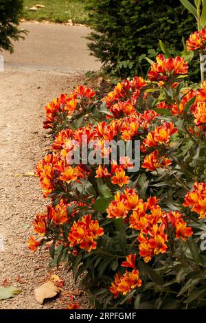 Alstroemeria Sorte 'Indian Summer'. Lilie der Inkas oder peruanische Lilie. Stockfoto
