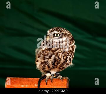 Eine kleine Eule (Athene noctua), auch bekannt als Eule von Athena oder Eule von Minerva. Stockfoto