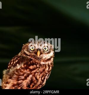 Eine kleine Eule (Athene noctua), auch bekannt als Eule von Athena oder Eule von Minerva. Stockfoto