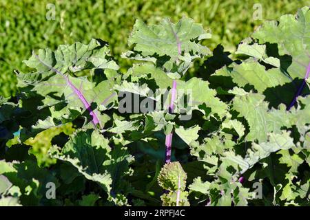 Kalettes wächst im Spätsommer auf britischem Kleinod Stockfoto