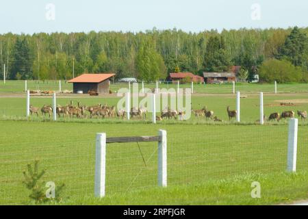Eine Rehherde auf einer Weide hinter einem Zaun. Selektive Schärfe. Stockfoto