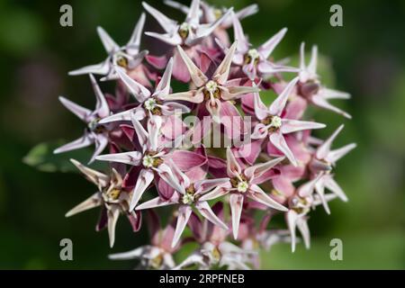 Auffällige Milkweed (Asclepias speciosa) Blumen Stockfoto
