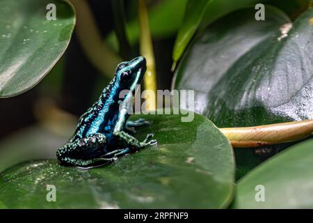 Gestreifter Riesenartrosch (Ameerega bassleri) Stockfoto