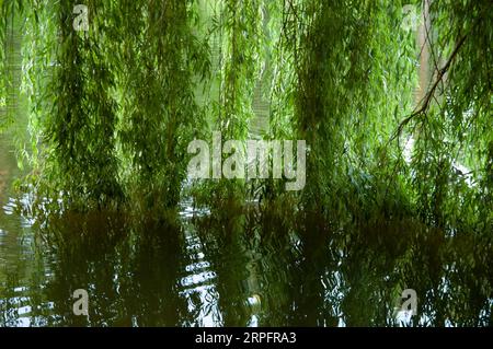 Sommerhintergrund: Grüne Weidenzweige baden im ruhigen Seenwasser Stockfoto