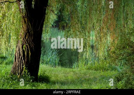 Sommer Hintergrund: weidenbaum am Ufer eines Waldsees, umgeben von Schilf und grünem Gras Stockfoto