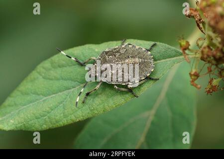 Natürliche Nahaufnahme auf einer Nymphe des gesprenkelten Schilds, Rhaphigaster nebulosa, die auf einem grünen Blatt im Garten sitzt Stockfoto