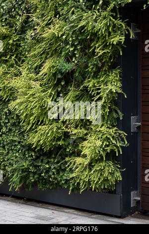 Eine grüne Mauer, Bell Court, Stratford-upon-Avon, Großbritannien Stockfoto