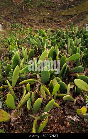 Vertikalfoto der Kaktus-Textur von Opuntia microdasys. Flora der Kanarischen Inseln. Exotische Pflanzenblätter. Stockfoto