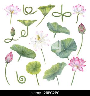 Set aus zarten Wasserlilien, Blättern, Knospen, geschwungenen Stielen. Rosa Blume, grünes Blatt, Knospe. Indischer Lotus, Heiliger Lotus. Aquarellzeichnung Stockfoto